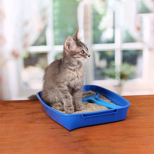Proline Lavanta Kokulu Topaklanan Bentonit Kedi Kumu 5 Lt Proline Lavanta Kokulu Topaklanan Bentonit Kedi Kumu 5 Lt